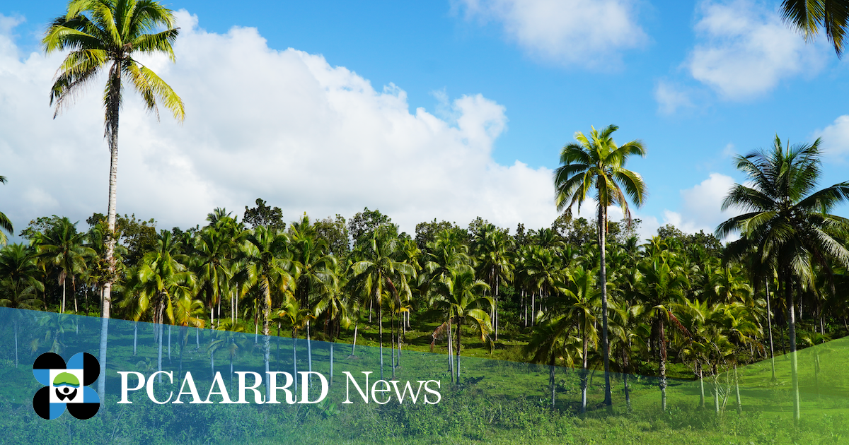 DOST-PCAARRD supports program to rehabilitate, utilize genebank for coconut hybridization advancement in Western Visayas